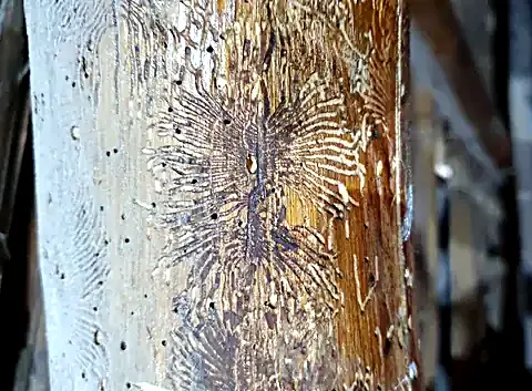 Galerías y orificios de salida de insectos xilófagos en una pieza de madera